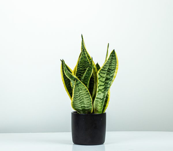Snake Plant
