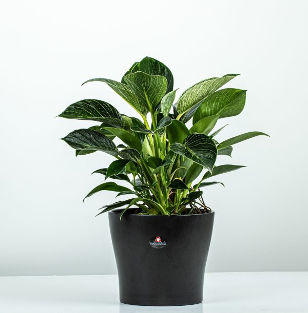 Philodendron Birkin