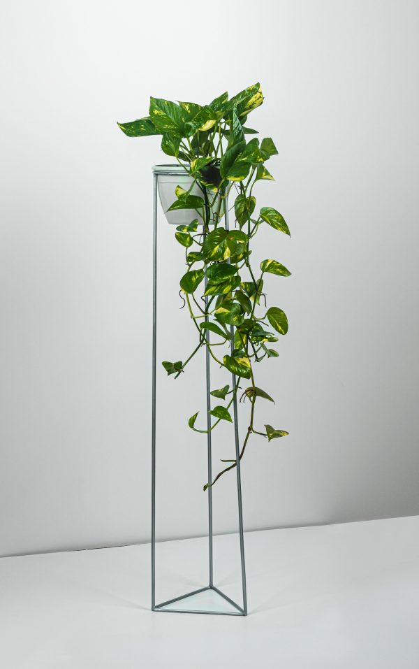 Scindapsus golden
