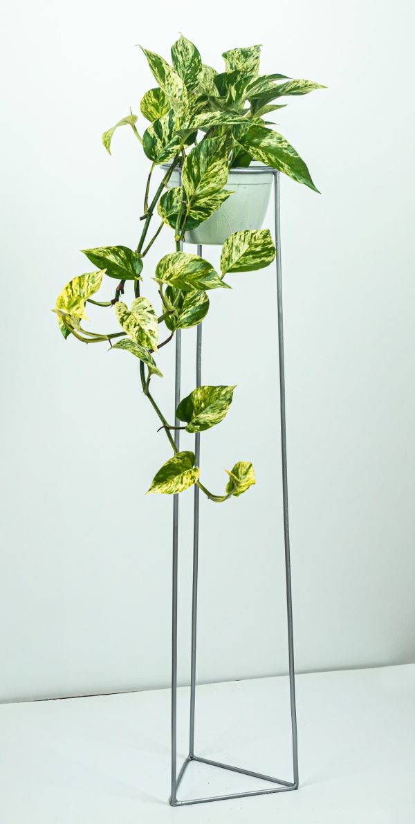Scindapsus Marble Queen