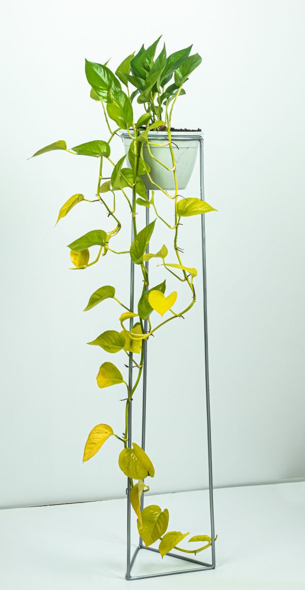 Scindapsus neon